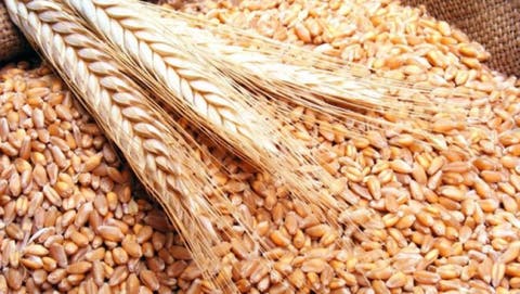 ارتفاع واردات الحبوب بنسبة 51% متم غشت المنصرم