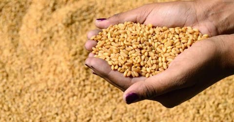 تراجع إنتاج الحبوب بالمغرب بحوالي 40 في المائة