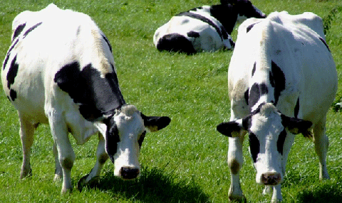 برلماني يلتمس صرف الإعانة المخصصة للجمعية الوطنية لمربي الأبقار