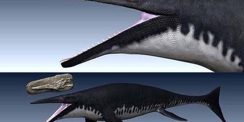 اكتشاف ديناصور مائي عملاق عاش قبل ملايين السنين بالمغرب