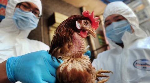 مخاوف من إنتشار واسع لفيروس “إنفلونزا الطيور” بموريتانيا