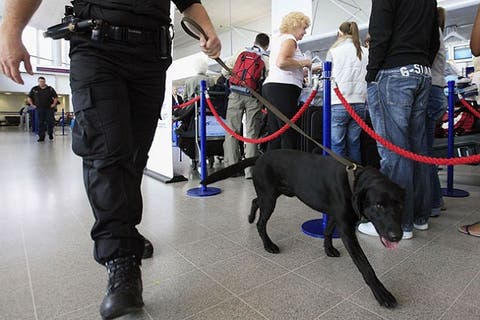 بلجيكا تدرب الكلاب لاكتشاف المصابين بفيروس كورونا