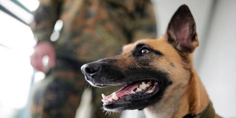 كلاب ألمانية مدربة تكتشف الإصابة بكورونا بنسبة 94%