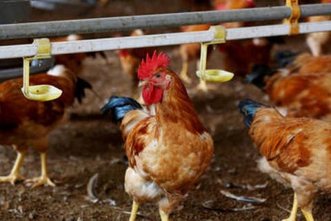 الجزائر.. نفوق آلاف طيور الدجاح واحتمال انتشار فيروس خطير