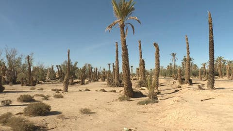 إعلان جماعات ترابية بإقليم طاطا مناطق متضررة من الجفاف