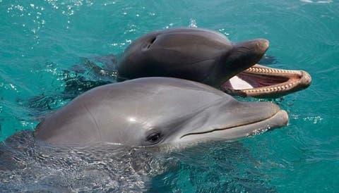 تصدير اثنين من دلافين البحر الأسود إلى المغرب بشكل غير قانوني