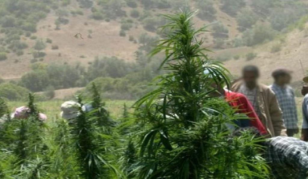 "تنسيقية المناطق الأصلية للكيف" تطالب بحصر زراعته بالشمال