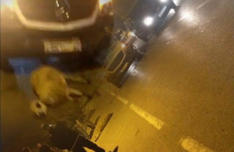 سيارة لنقل العمال تقتل 12 خروفا بطنجة