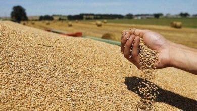Photo of بعد قرار الهند حظر تصديره.. أسعار القمح تصل إلى مستوى قياسي