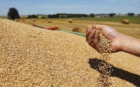 بعد قرار الهند حظر تصديره.. أسعار القمح تصل إلى مستوى قياسي