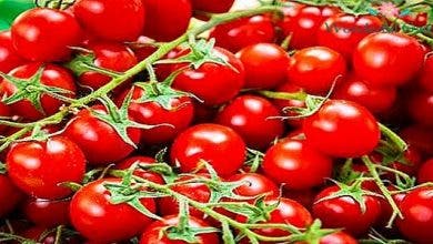 Photo of وزيرة ..ارتفاع سعر الطماطم في الأسواق يعود إلى الظروف المناخية