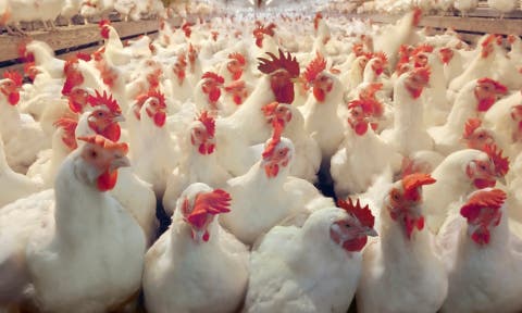 “خليه يقاقي”.. مواطنون يقاطعون اقتناء الدجاج بسبب ارتفاع أسعاره