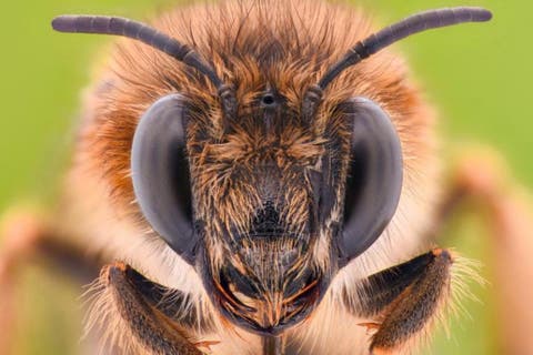 هولندا تدرب “النحل” للكشف عن فيروس كورونا