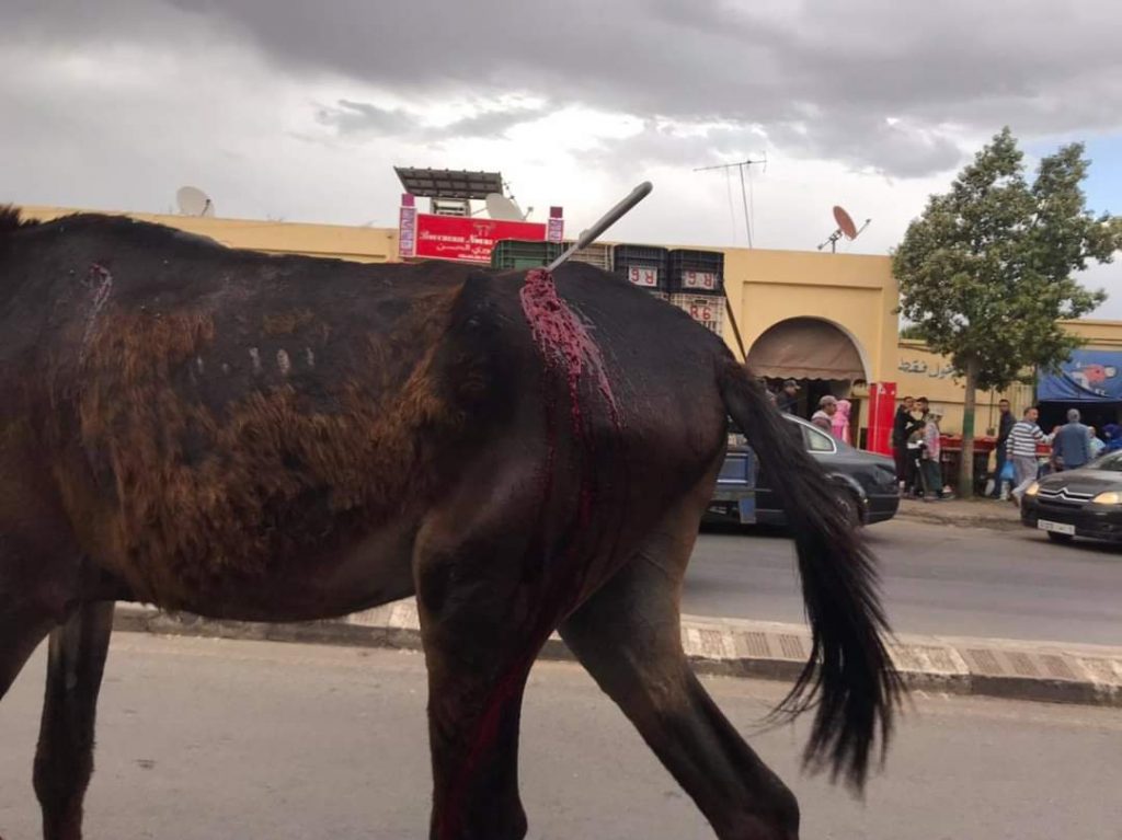 مؤلم بسطات...طعن دابة وتركها تنزف دما بالشارع العام