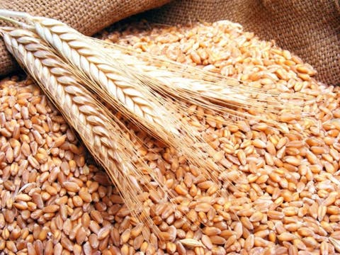 تحديد سعر بيع القمح الطري للمطاحن في 280 درهما للقنطار