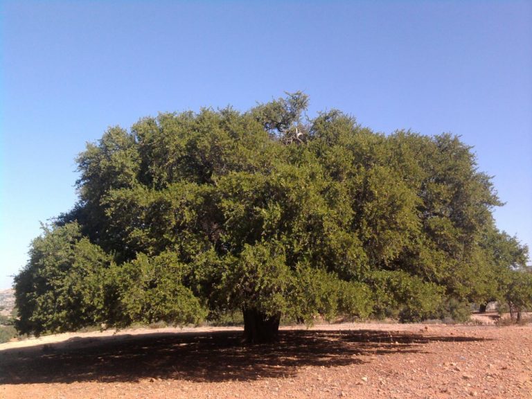 شجرة الأركان.