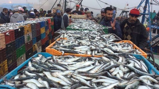 تجارة السمك والوسطاء