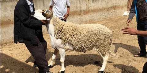 أكادير : ضبط مسؤول في ال ” بيجيدي” يوزع أضاحي العيد