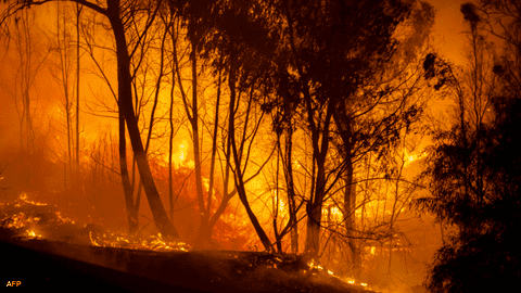 قبرص .. أربعة قتلى في أسوأ حريق غابات يجتاح البلاد مند عقود