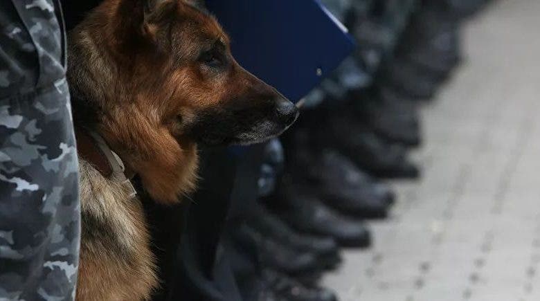 كلب بوليسيفرنسا تستعين بالكلاب البوليسية للكشف عن "كوفيد-19"