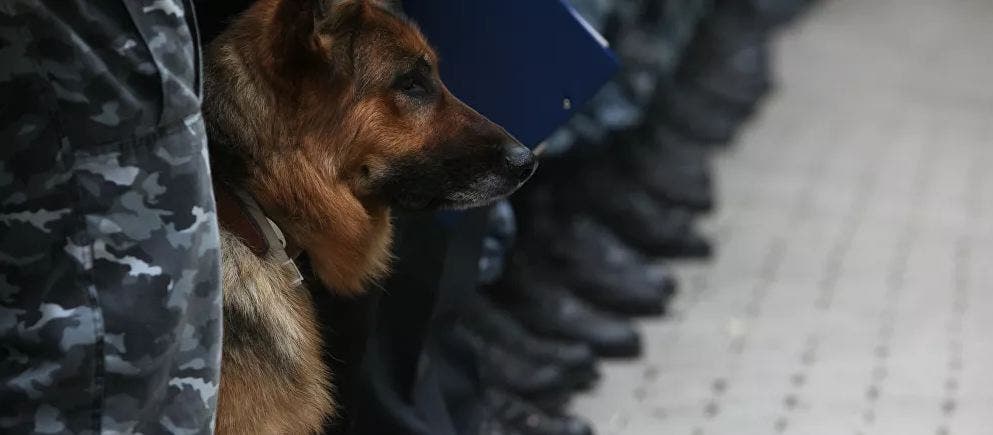 كلب بوليسيفرنسا تستعين بالكلاب البوليسية للكشف عن "كوفيد-19"