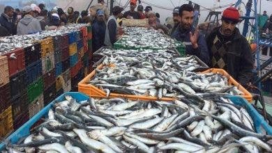 Photo of أزيد من 58 مليون درهم قيمة مفرغات الصيد البحري بالجديدة خلال 6 أشهر