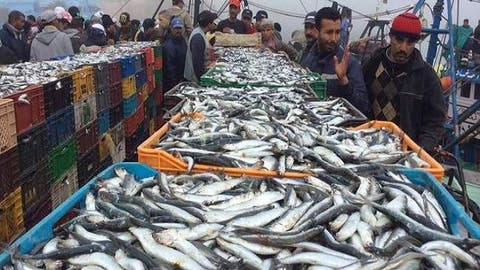 الصيد البحري.. ارتفاع قيمة المنتجات المسوقة ب36% سنة 2021