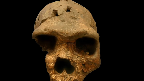 اكتشاف جمجمة يفجر مفاجأة عن نوع من البشر عاش بإفريقيا