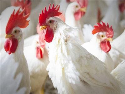 وزارة الفلاحة تكشف أسباب ارتفاع أسعار الدجاج والبيض والزيوت