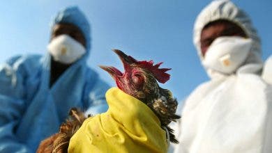 Photo of فرنسا.. إعدام أكثر من 600 ألف دجاجة لاحتواء إنفلونزا الطيور