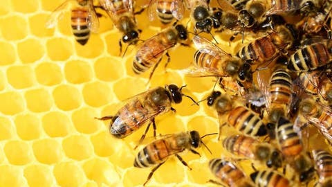 “الأونسا” تتحرى في ظاهرة اختفاء طوائف النحل من بعض المناطق