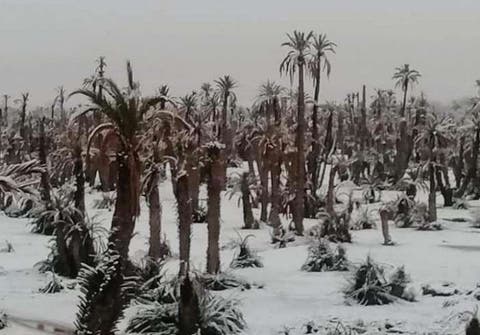 في ظاهرة مناخية نادرة: الثلوج بواحات الجنوب الشرقي المغربي (صور)