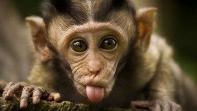 Photo of الصحة العالمية: لقاحات جدري القردة ليست فعالة بنسبة 100%