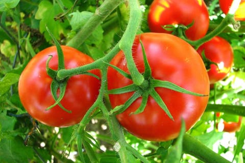 الطماطم المغربية تغزو بريطانيا وتثير انزعاج المصدرين الإسبان بعد تراجع حصتهم