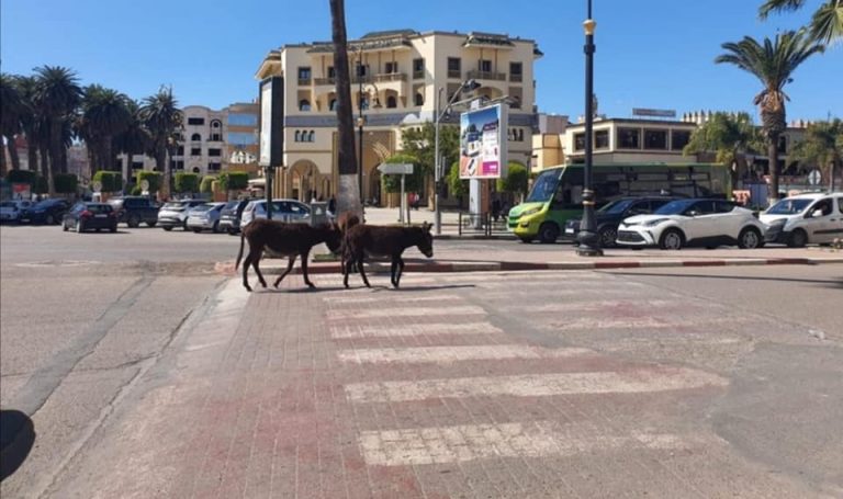 الحمير بشوارع سطات تطوف...وكأنها أبقار الهند المُقدسة