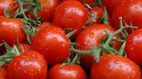 “الشناقة” يواصلون رفع سعر الطماطم بالرغم من التطمينات الحكومية