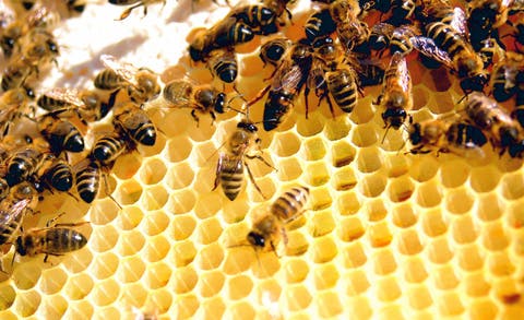 بايتاس: “ظاهرة اختفاء النحل عمرها كانت فبلادنا وأرسلنا عينات للتحليل”