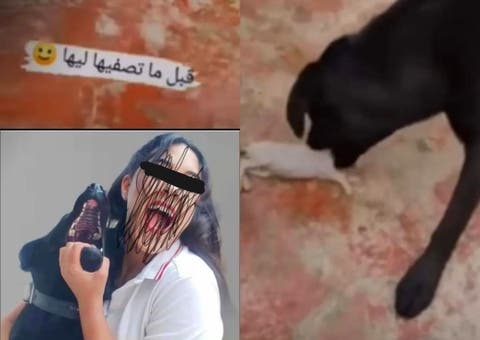 غضب المغاربة بسبب فتاة تحرض كلبها على قتل القطط و توثق ذلك و تنشره