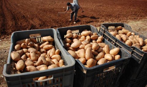 بعد الموز ..منظمة جزائرية تدعو لمقاطعة البطاطس
