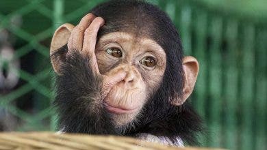 Photo of الصحة العالمية: جدري القردة لن يتحول لوباء