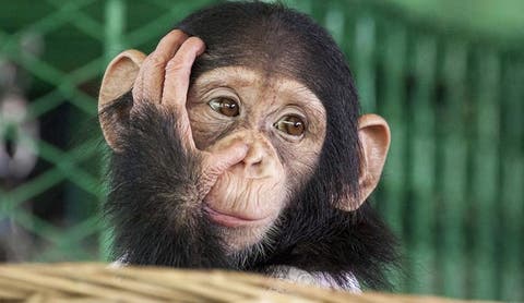 الصحة العالمية: جدري القردة لن يتحول لوباء