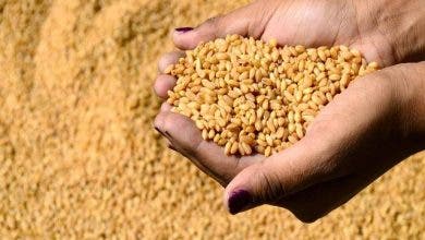 Photo of بايتاس: المخزون الوطني من مادة القمح في حدود 4 أشهر