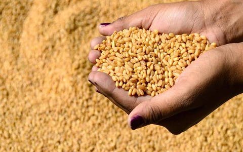بايتاس: المخزون الوطني من مادة القمح في حدود 4 أشهر