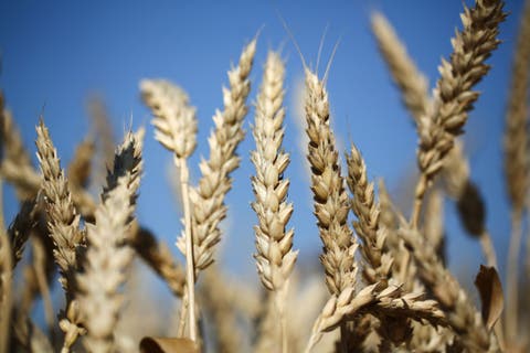أزمة القمح ..أوكرانيا تطالب بممر آمن لتمكينها من تصدير الحبوب