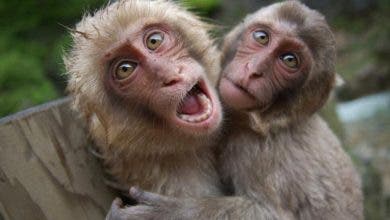 Photo of الأرجنتين تعلن عن تسجيل أول إصابة مؤكدة بجدري القرود