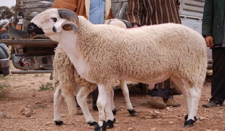 عطلة عيد الأضحى.. مواطنون يختارون السفر بـ(فلوس الحولي) لقضاء العيد مع عائلاتهم