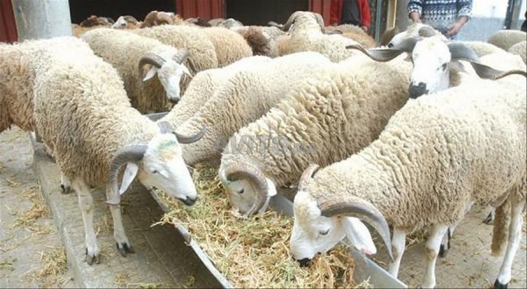 عيد الأضحى.. "أونسا" يعلن تشديد مراقبة الأعلاف ومخلفات الدواجن