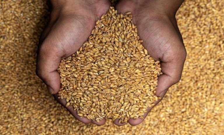تسويق الحبوب.. تحديد السعر المرجعي لبيع القمح الطري للمطاحن