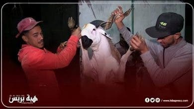 Photo of أثمنة الأضاحي وحقيقة الأثمنة الخيالية عند أشهر بائع للصردي ضوحي الدار البيضاء
