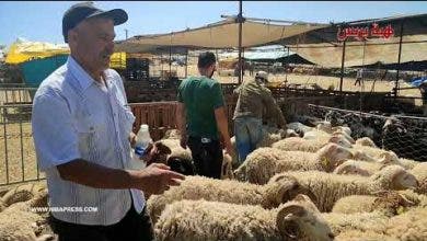 Photo of شاهد حولي 800 درهم من سوق سيدي ادريس بطنجة
